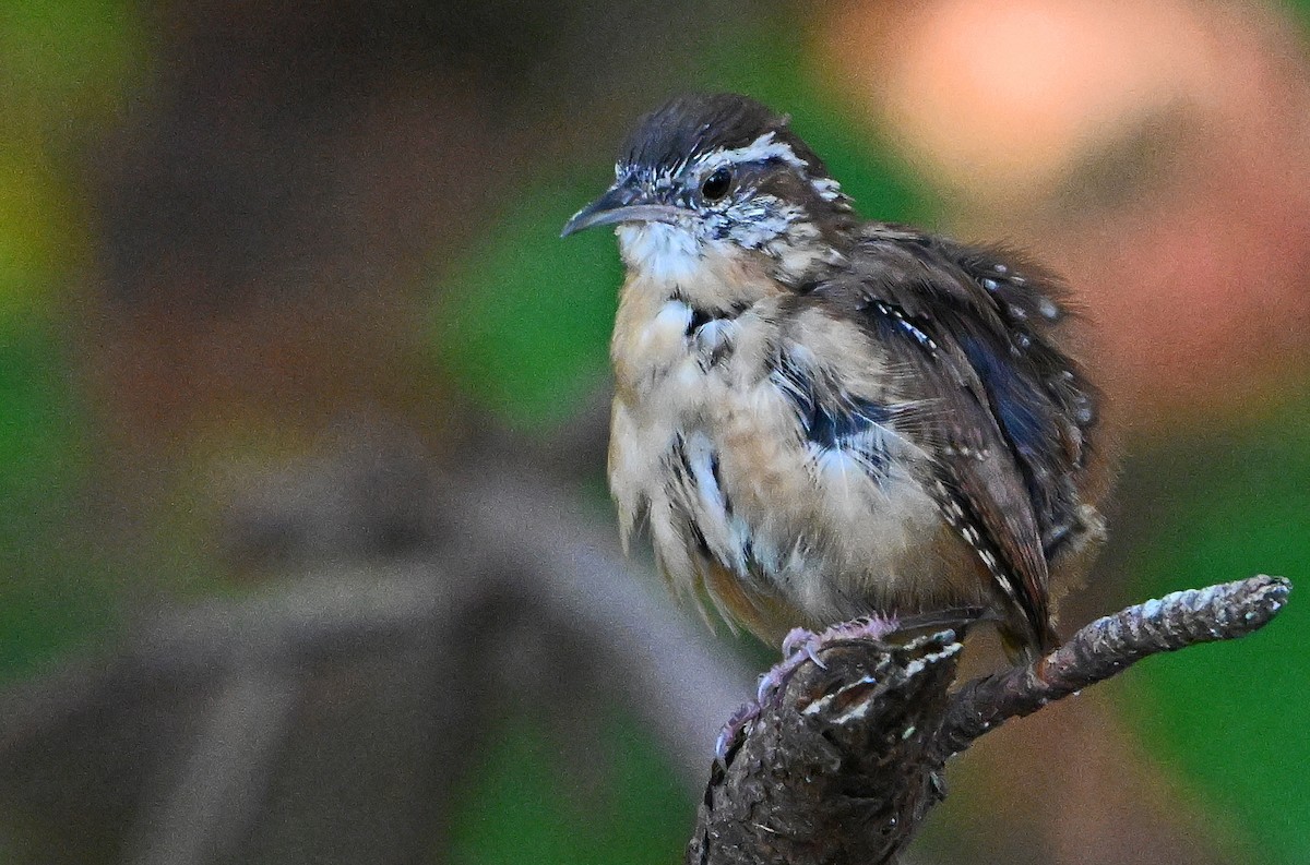 Carolina Wren - ML642403266