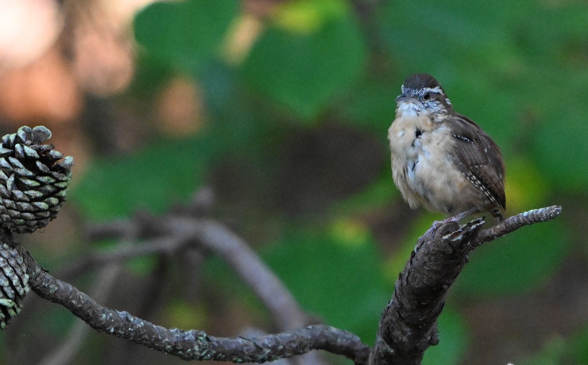 Carolina Wren - ML642403267