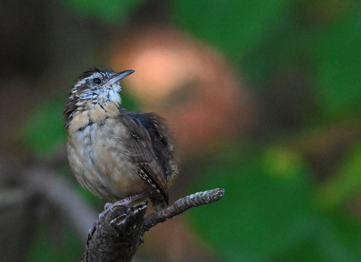 Carolina Wren - ML642403268