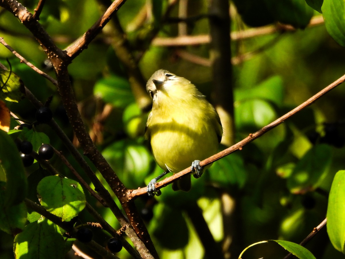 Philadelphia Vireo - ML642403277