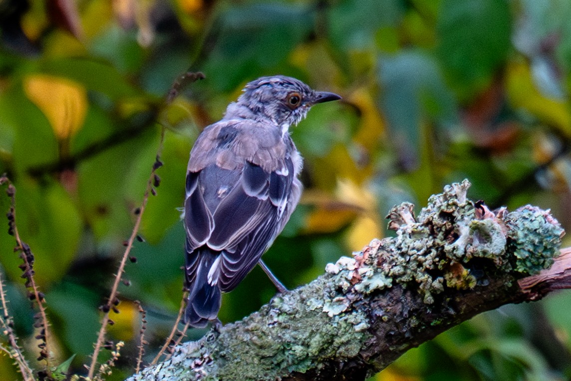 sangspottefugl - ML642403288