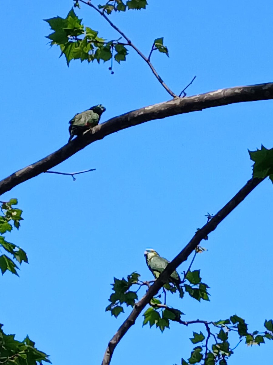 amazoňan modročelý - ML642403308