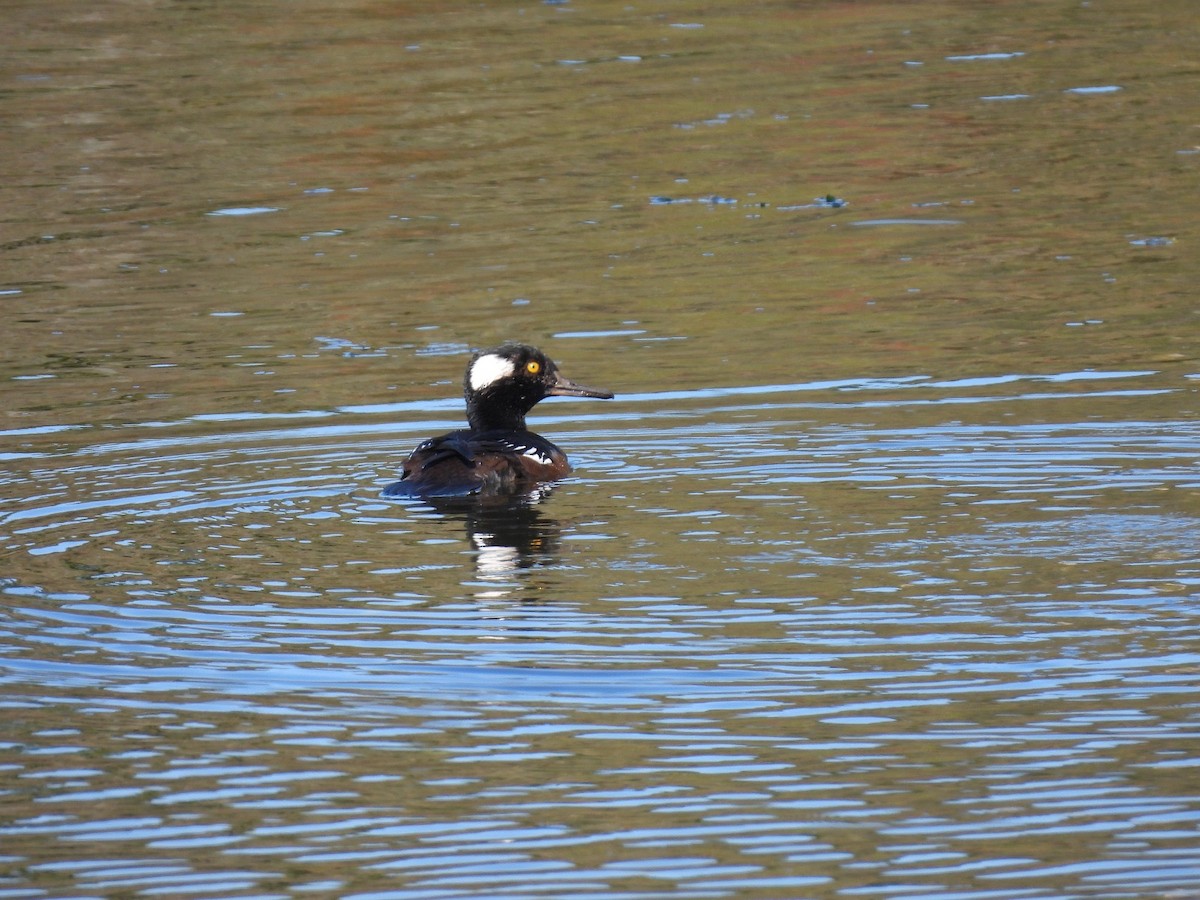 Hooded Merganser - ML642403319
