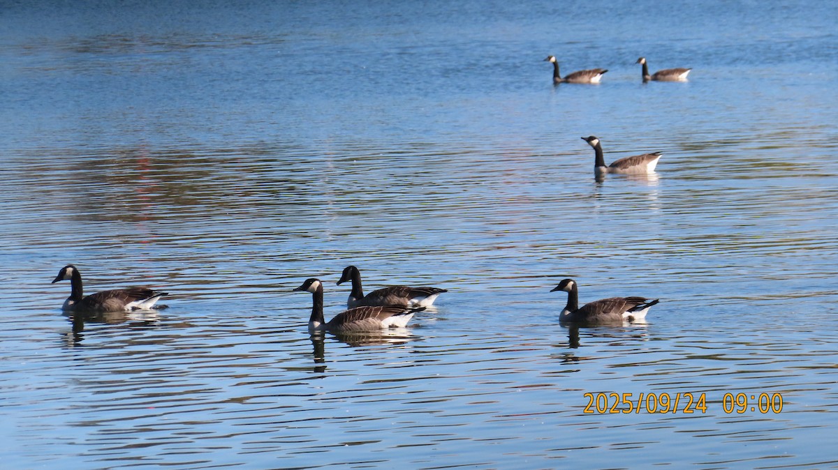Branta kanadar handia - ML642403324