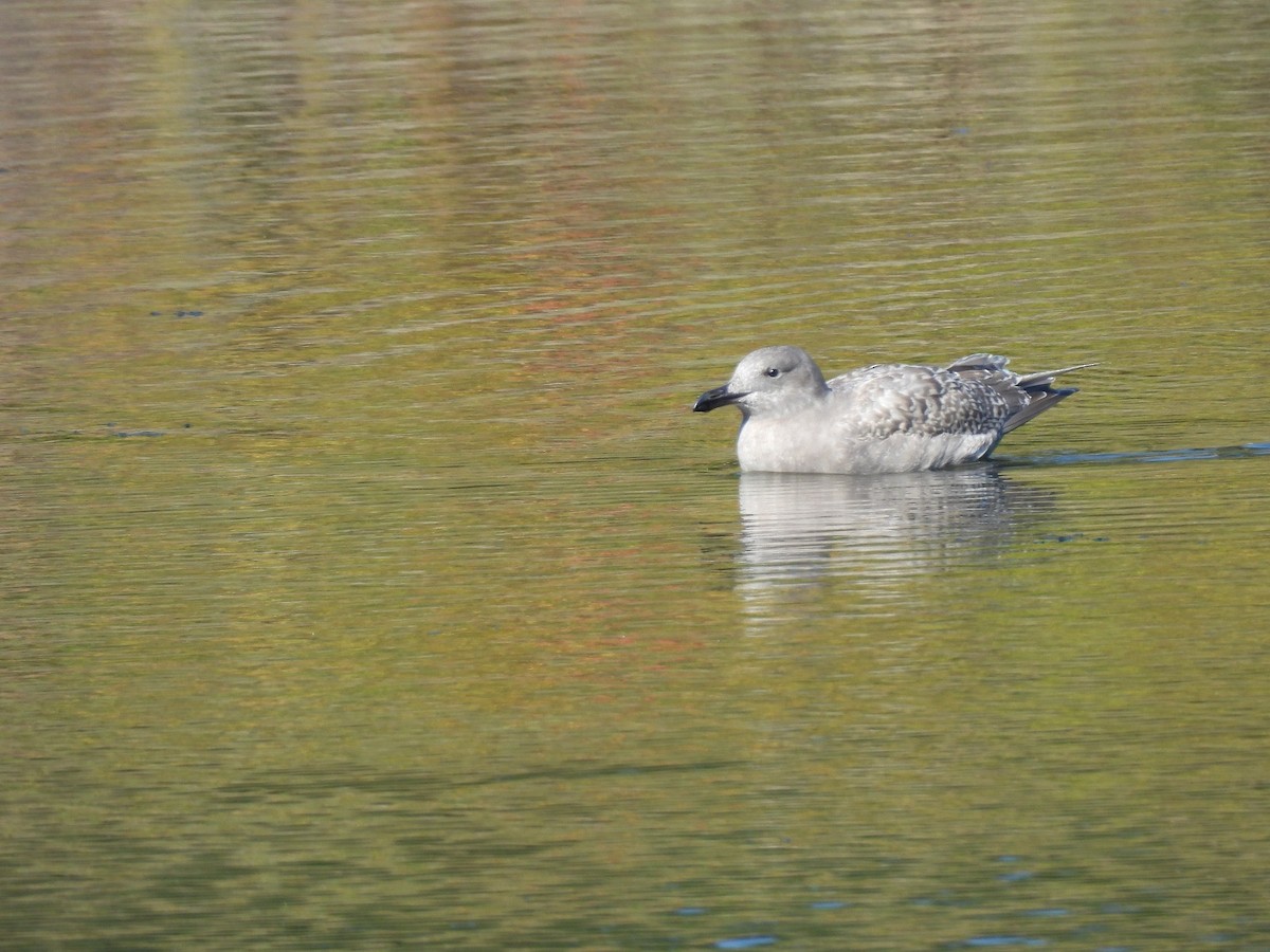 Glaucous-winged Gull - ML642403325