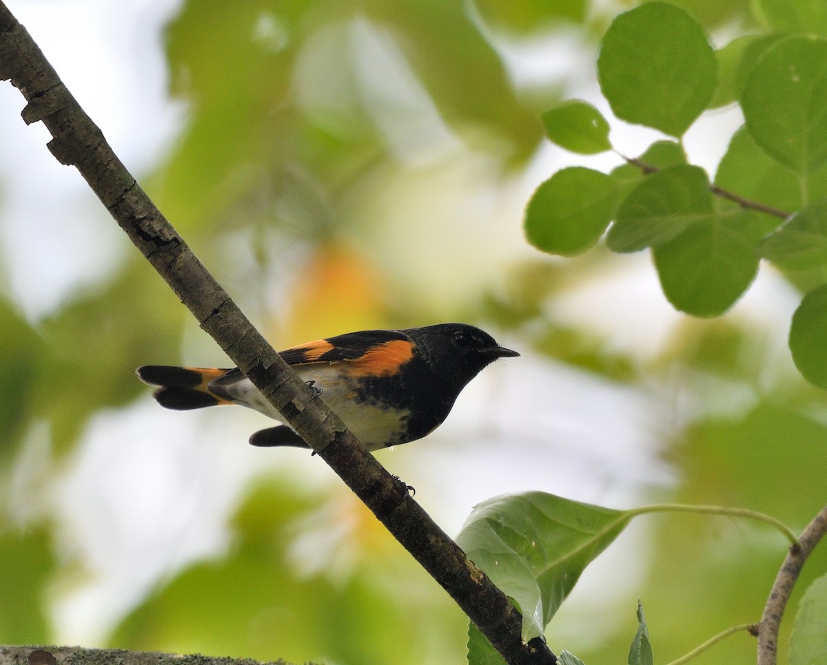 American Redstart - ML642403339