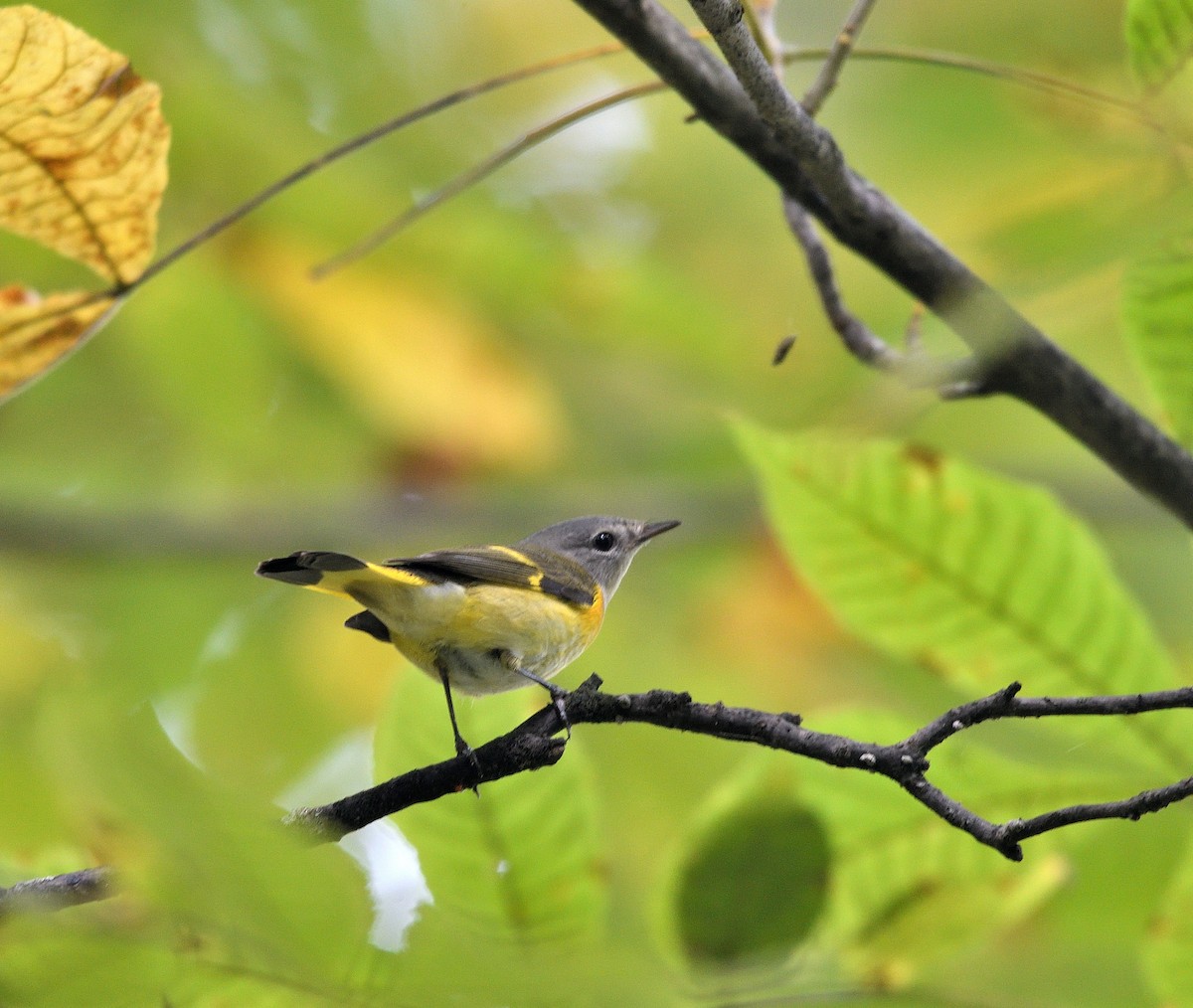 American Redstart - ML642403340