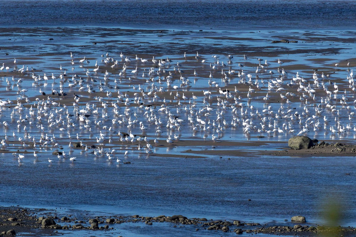 Snow Goose - ML642403344