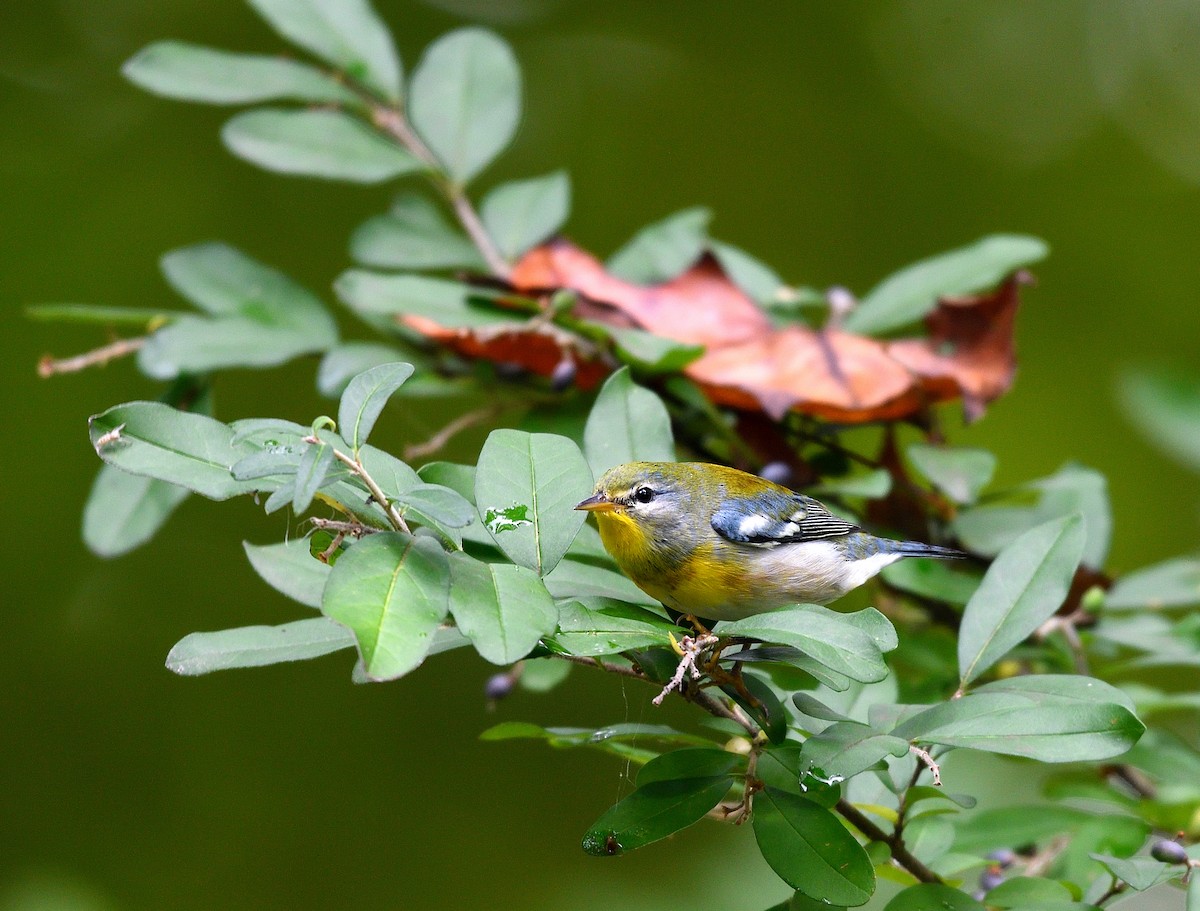 Northern Parula - ML642403347