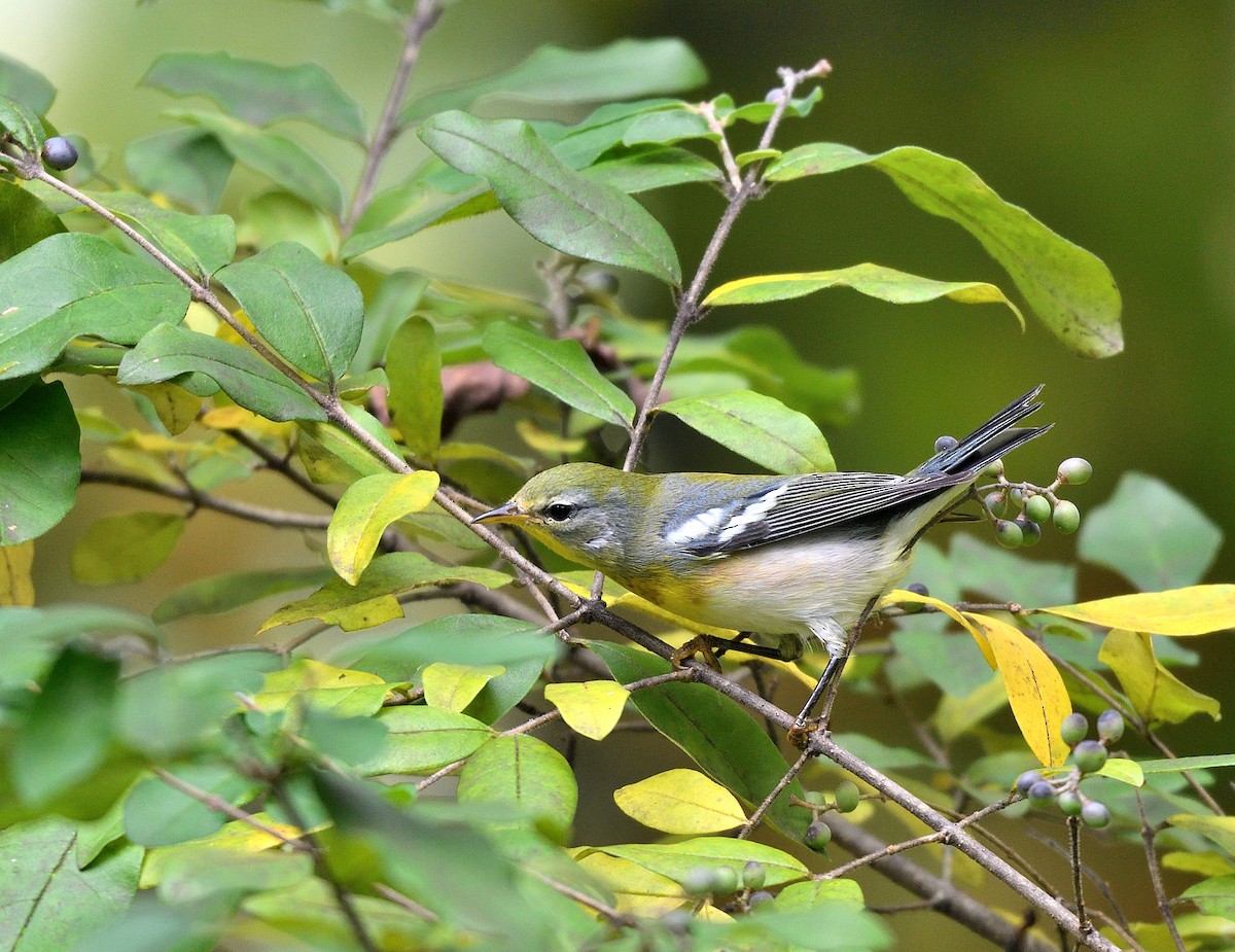 Northern Parula - ML642403348