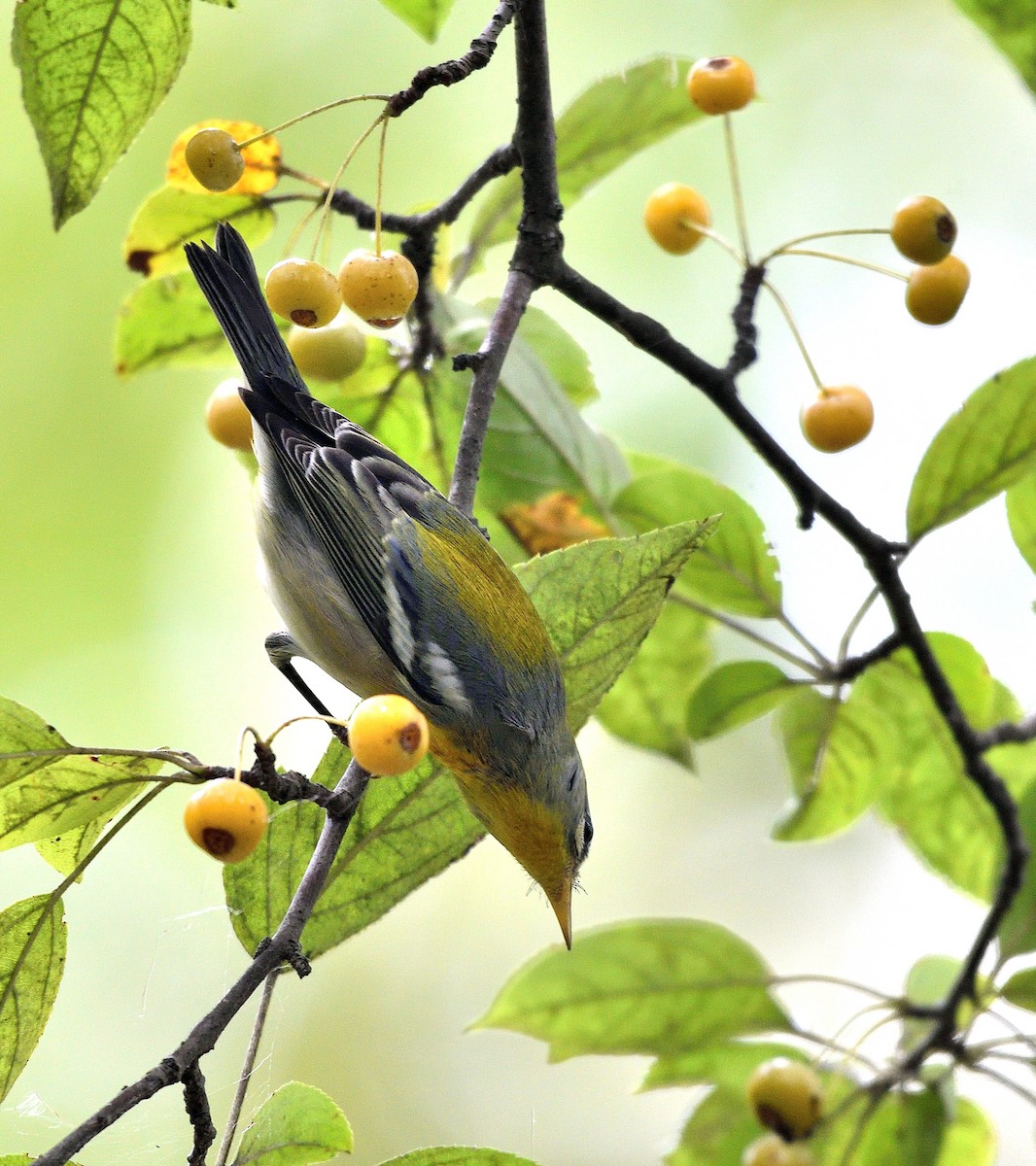Northern Parula - ML642403349