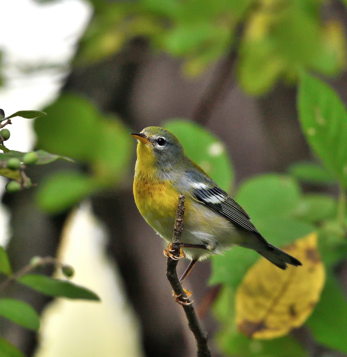 Northern Parula - ML642403350