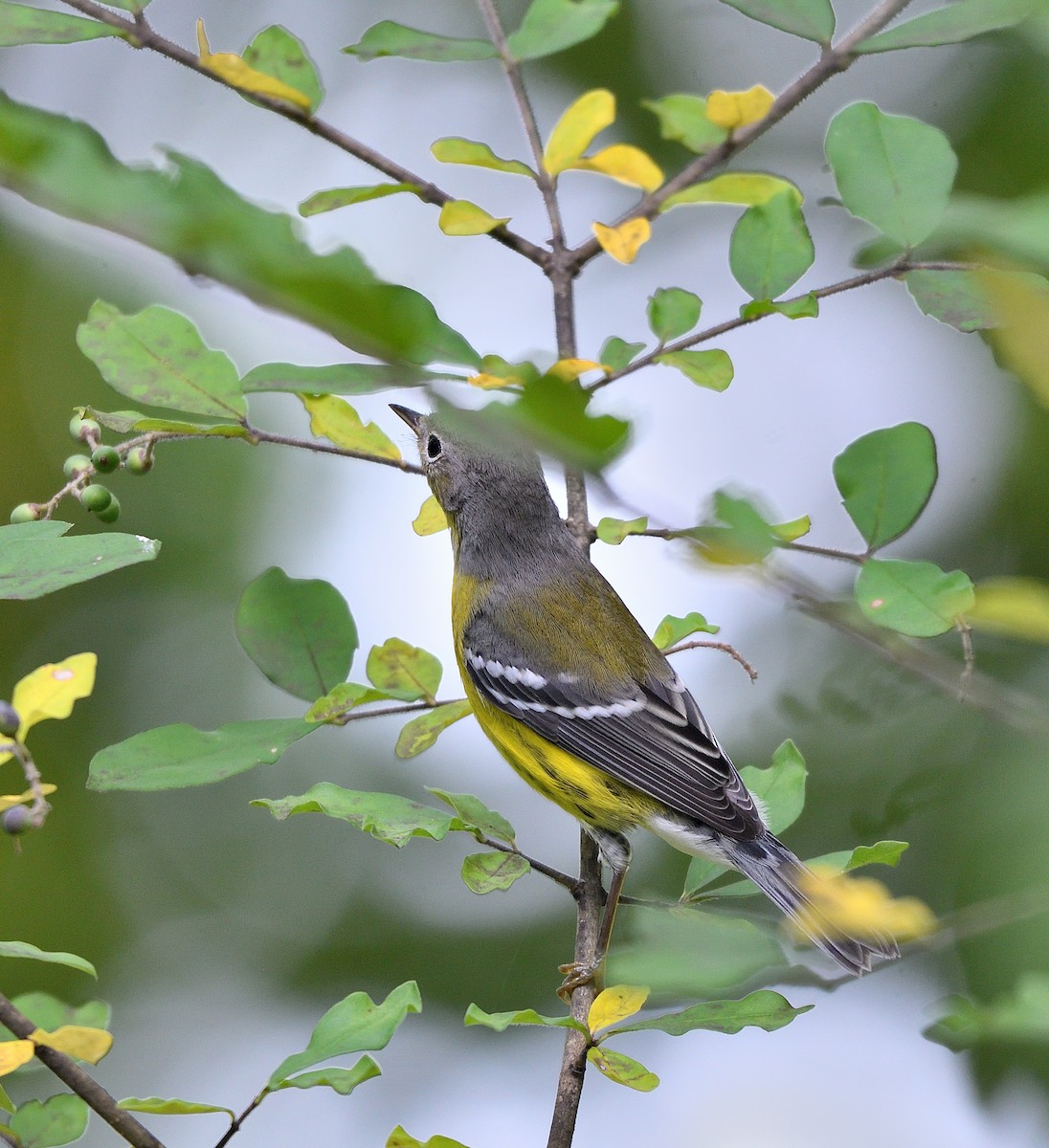 Magnolia Warbler - ML642403353
