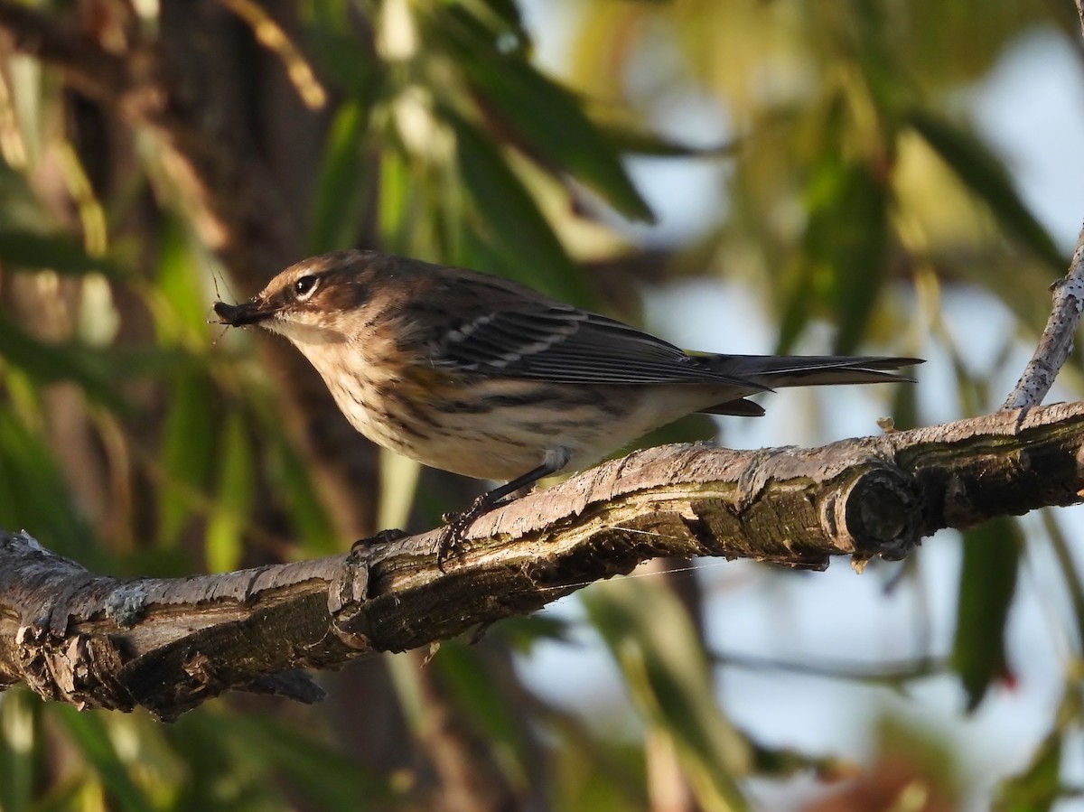 Yellow-rumped Warbler - ML642403360