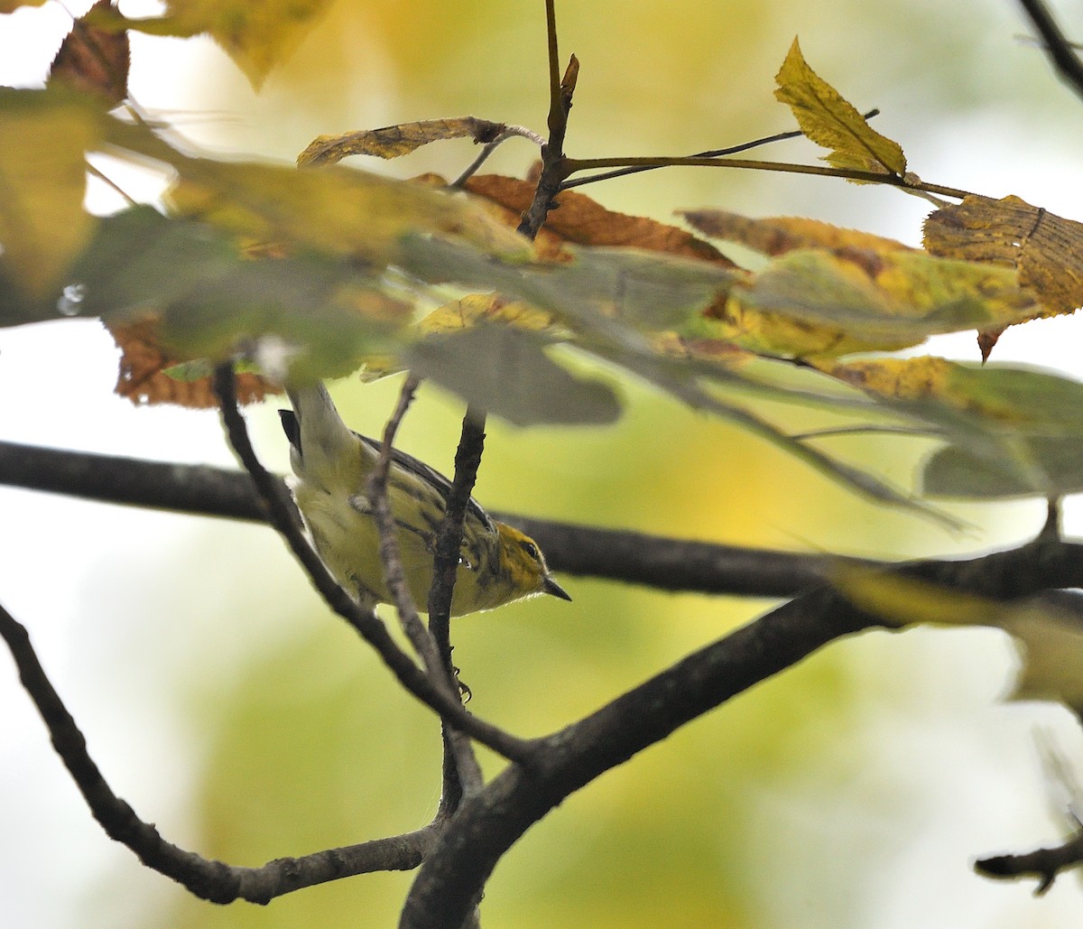 Black-throated Green Warbler - ML642403363