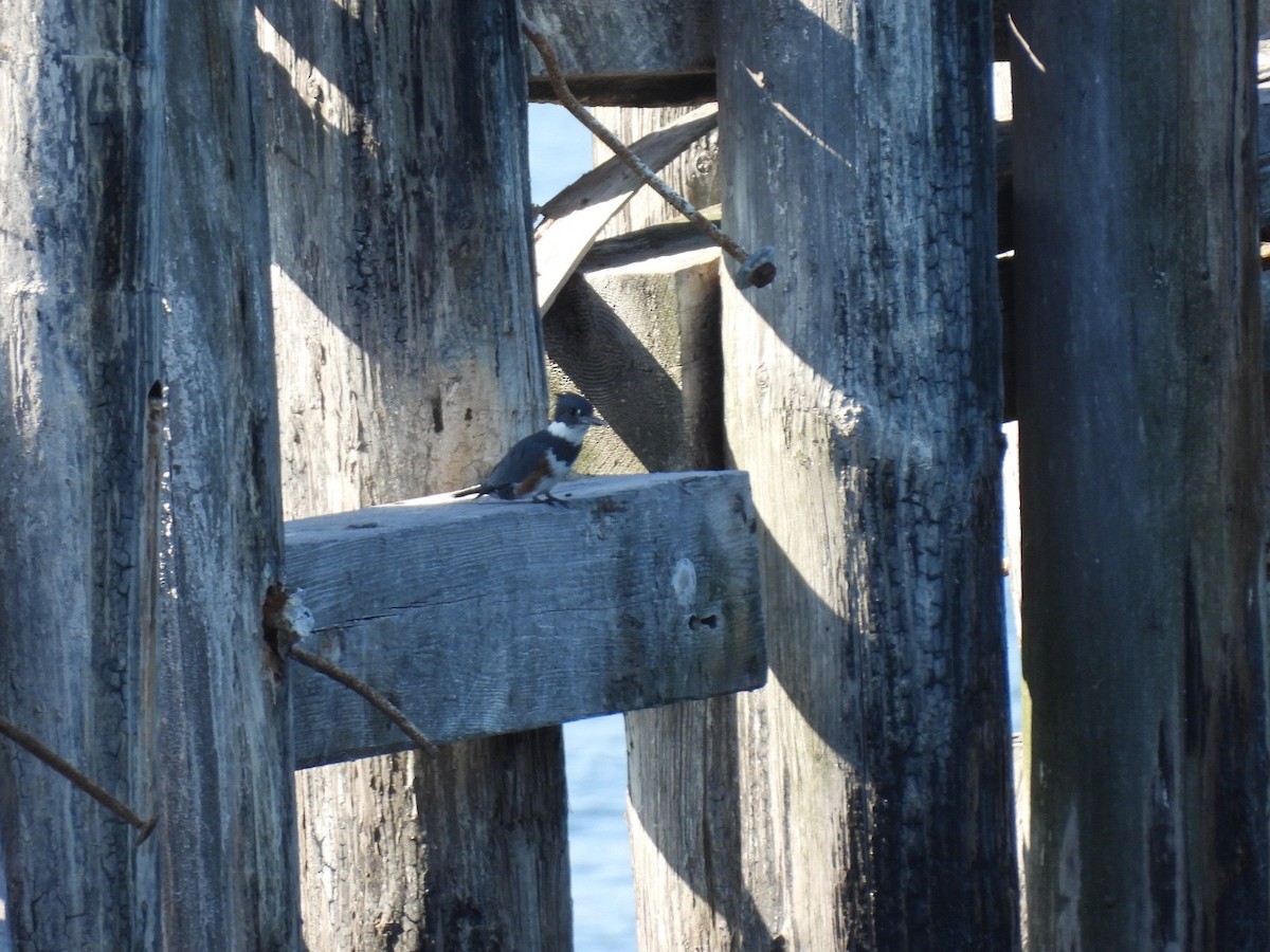Belted Kingfisher - ML642403365
