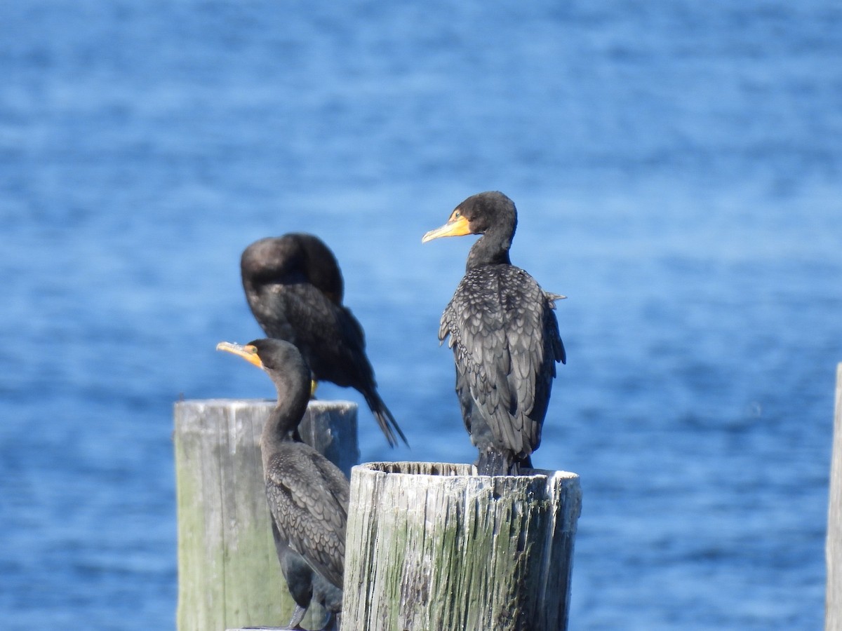 Double-crested Cormorant - ML642403368