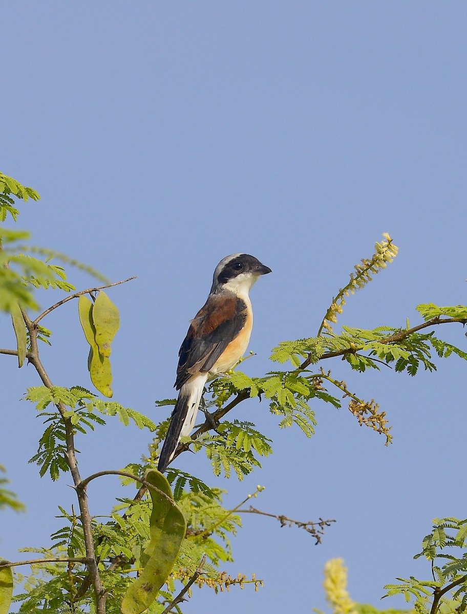 Bay-backed Shrike - ML642403375