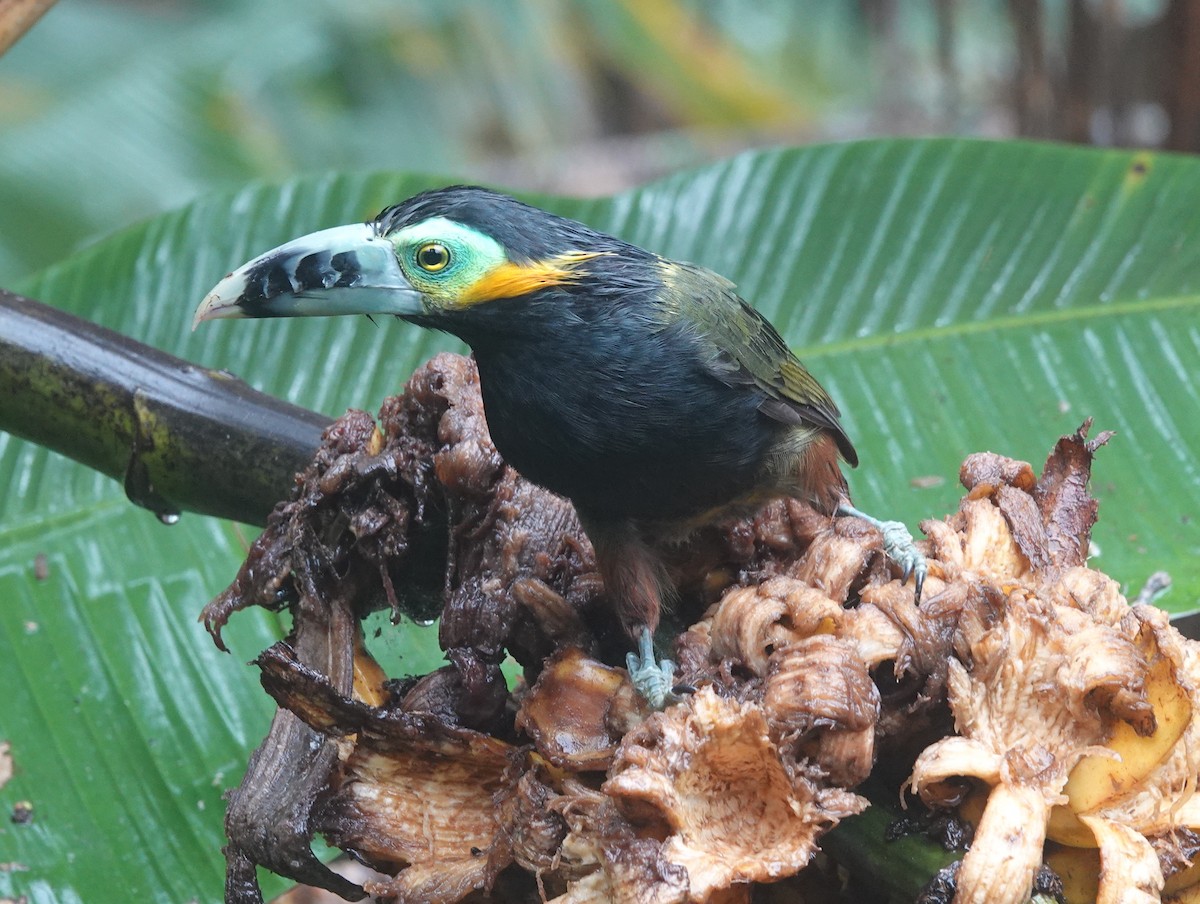 Tucanete Piquimaculado - ML642403424