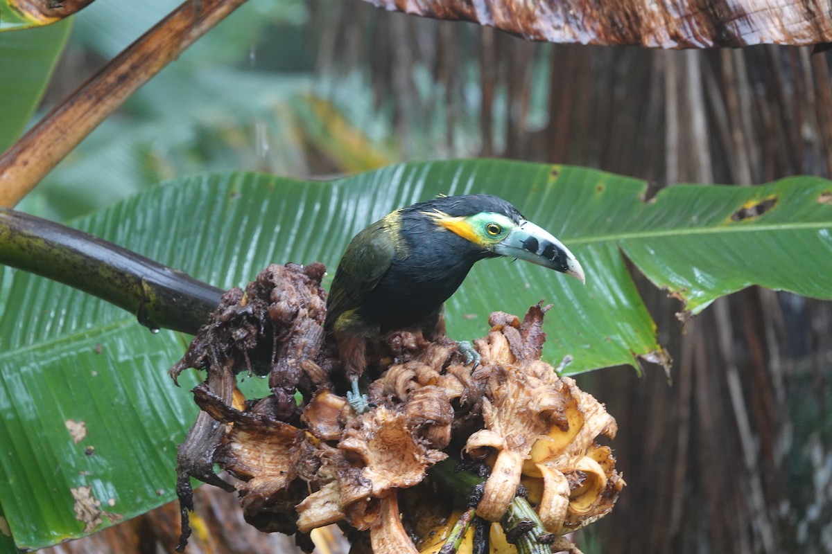 Tucanete Piquimaculado - ML642403443