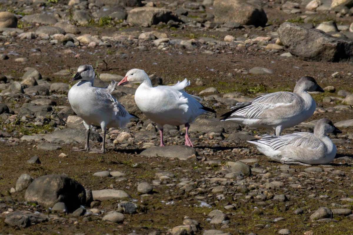 Snow Goose - ML642403444