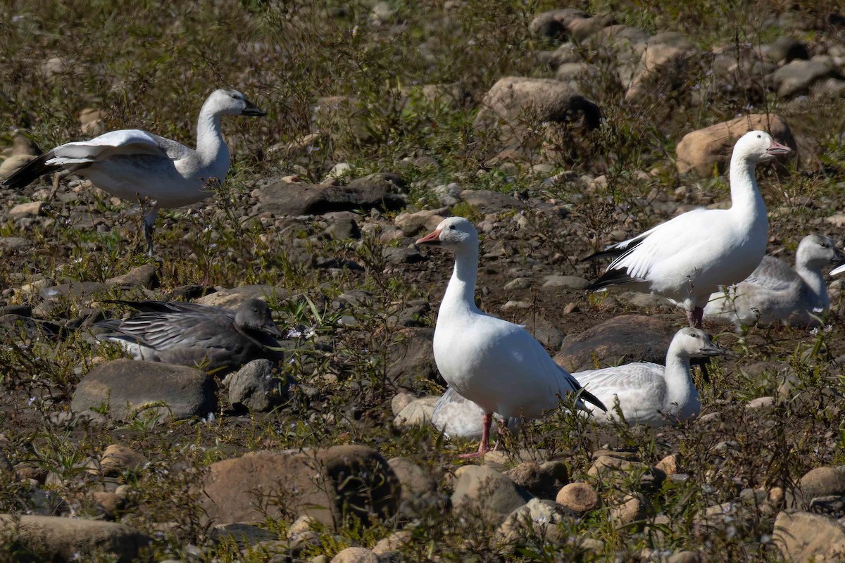 Snow Goose - ML642403445