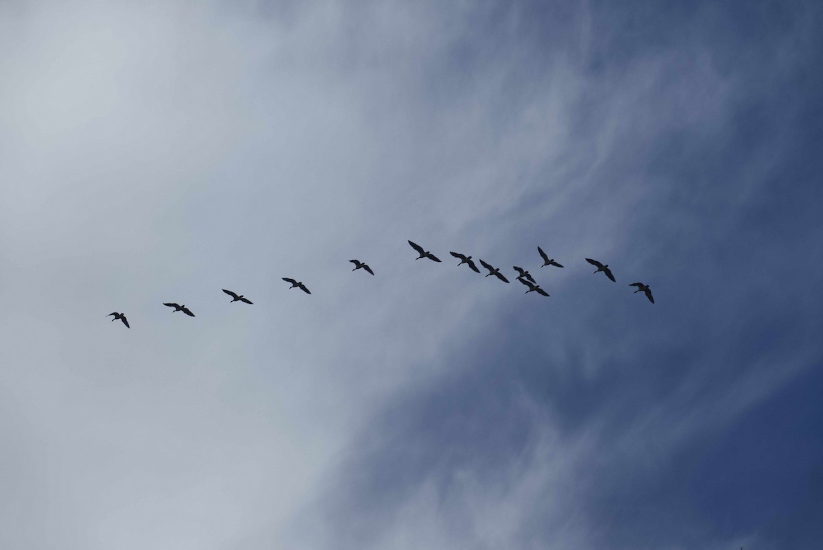 Barnacla Canadiense Grande - ML642403456