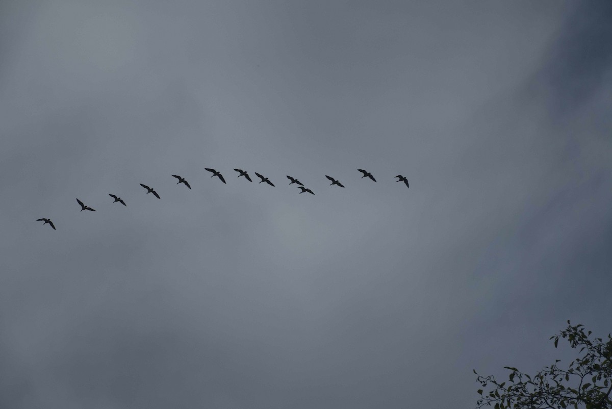 Barnacla Canadiense Grande - ML642403457