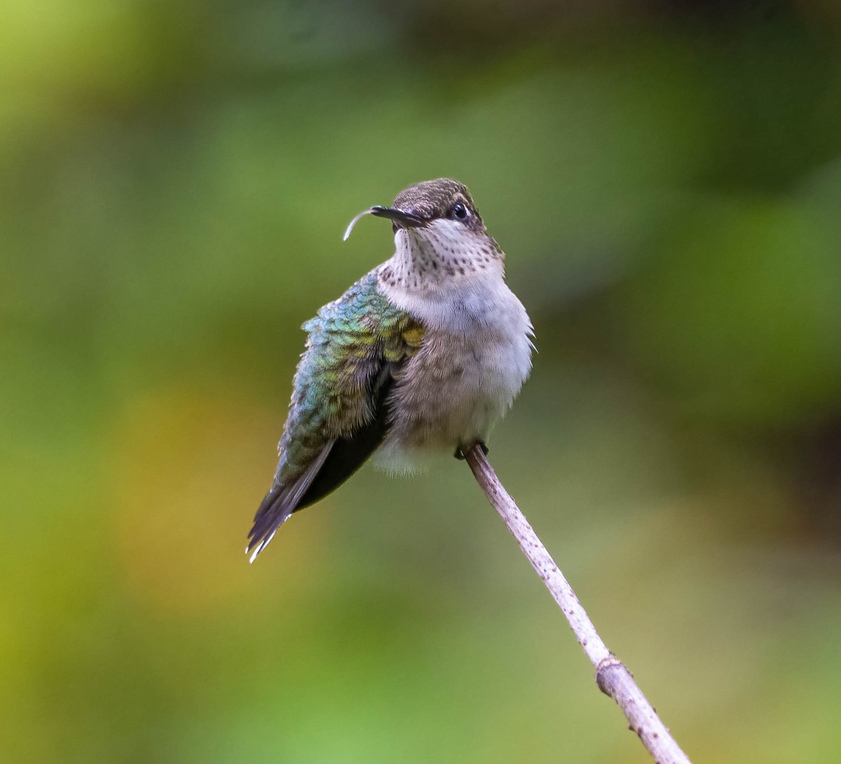 Ruby-throated Hummingbird - ML642403475