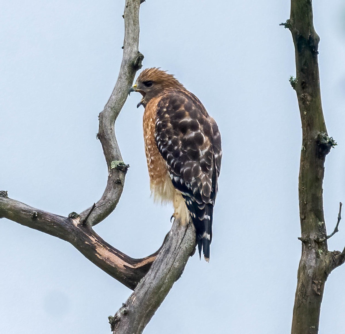 カタアカノスリ - ML642403480