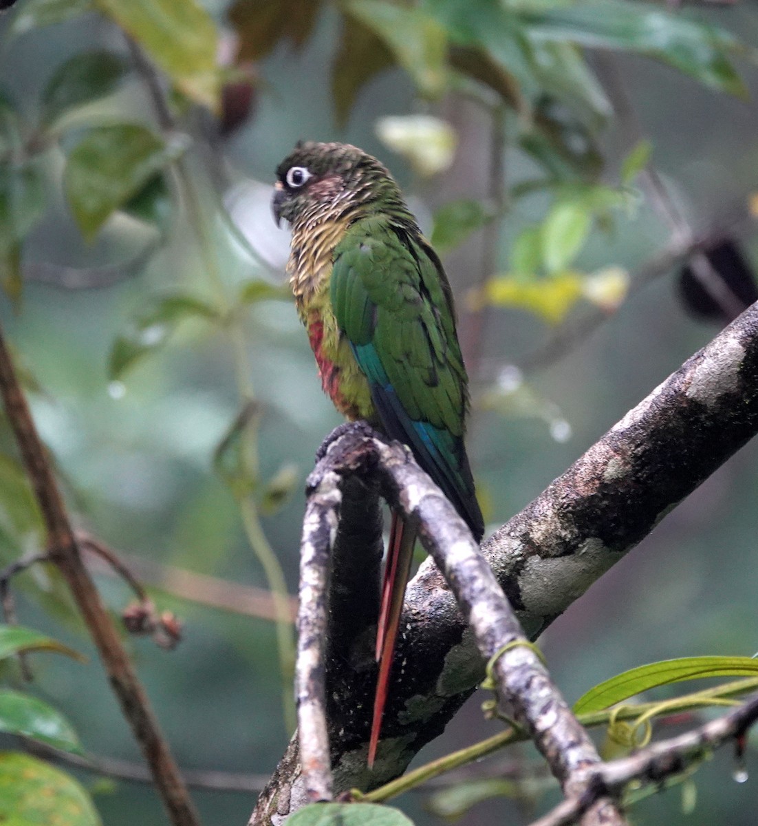 Maroon-bellied Parakeet - ML642403488