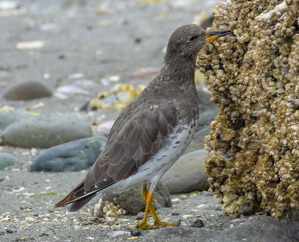 Surfbird - ML642403490