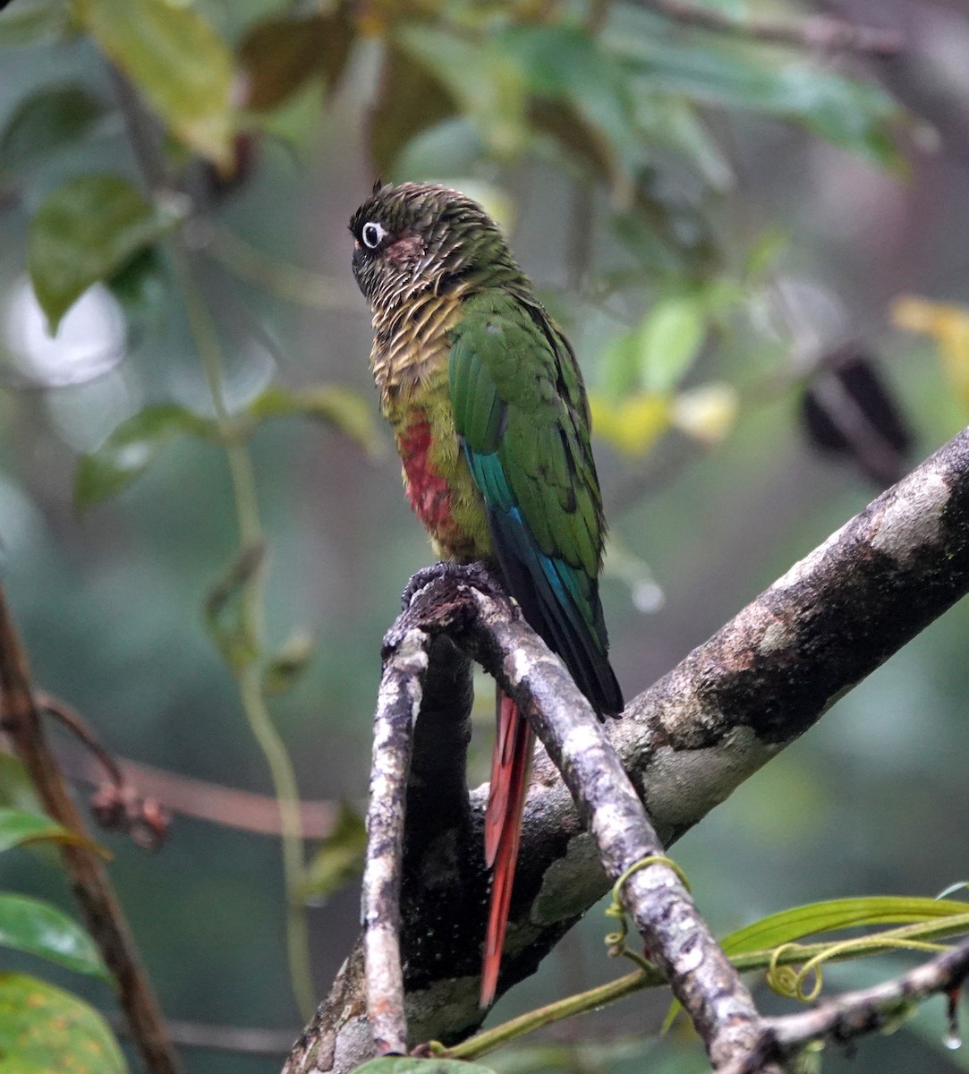 Maroon-bellied Parakeet - ML642403494