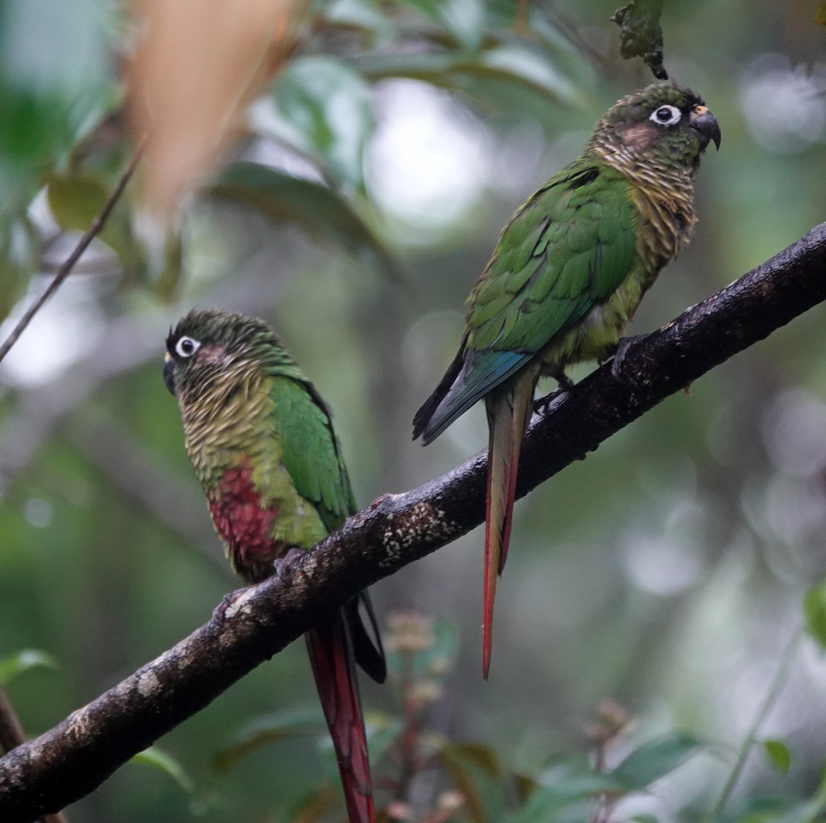 Maroon-bellied Parakeet - ML642403496