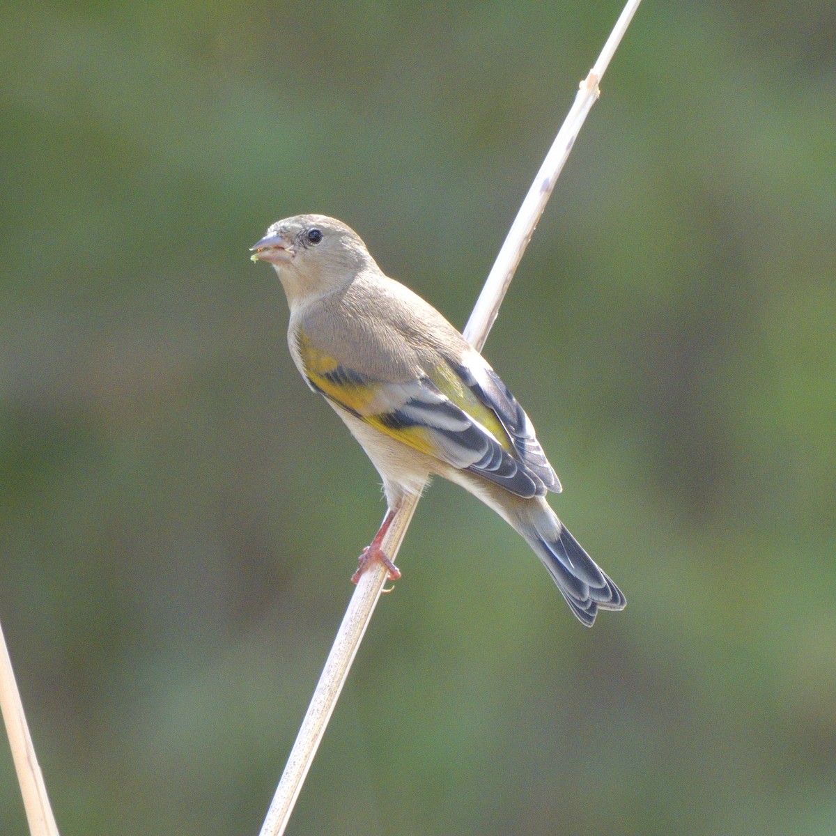 Lawrence's Goldfinch - ML642403497