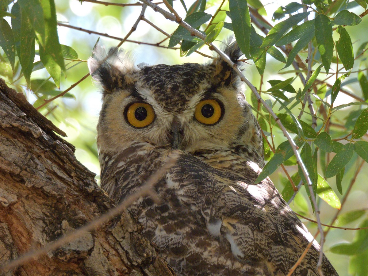 Great Horned Owl - ML642403499