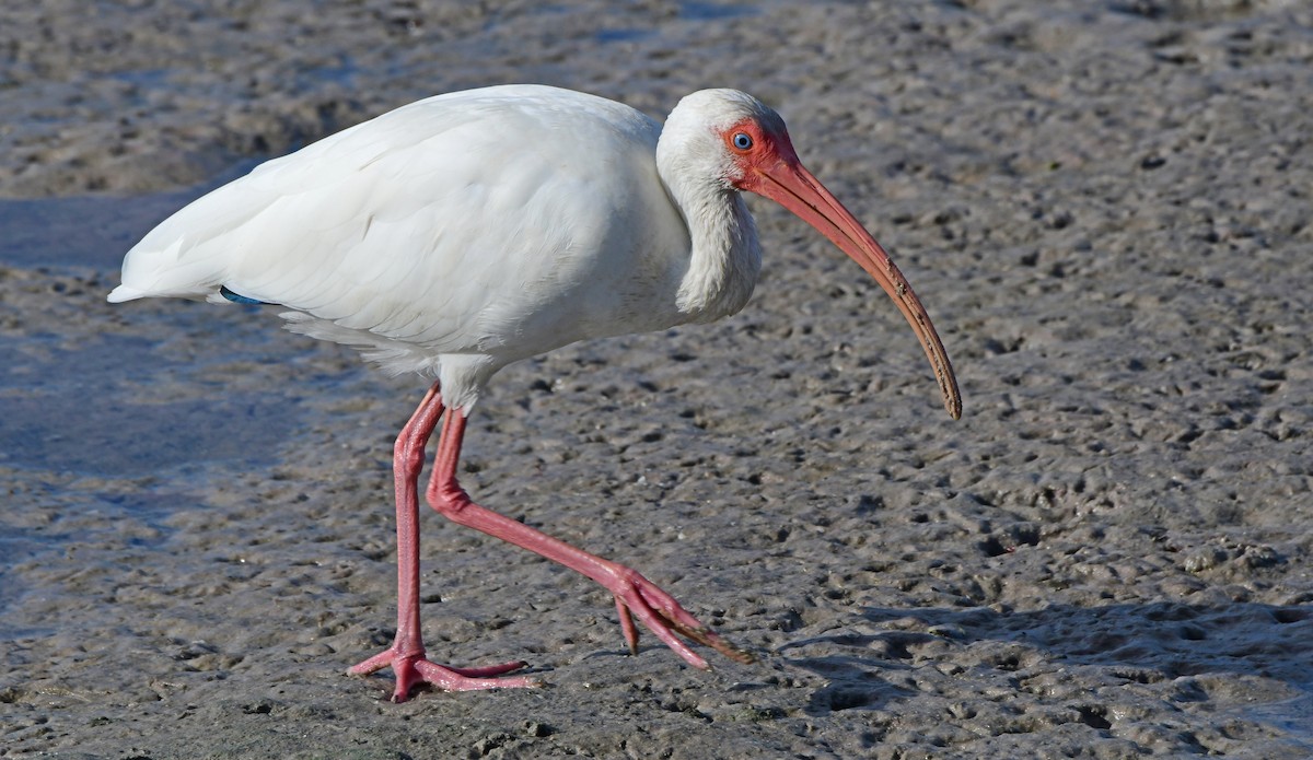 White Ibis - ML642403504