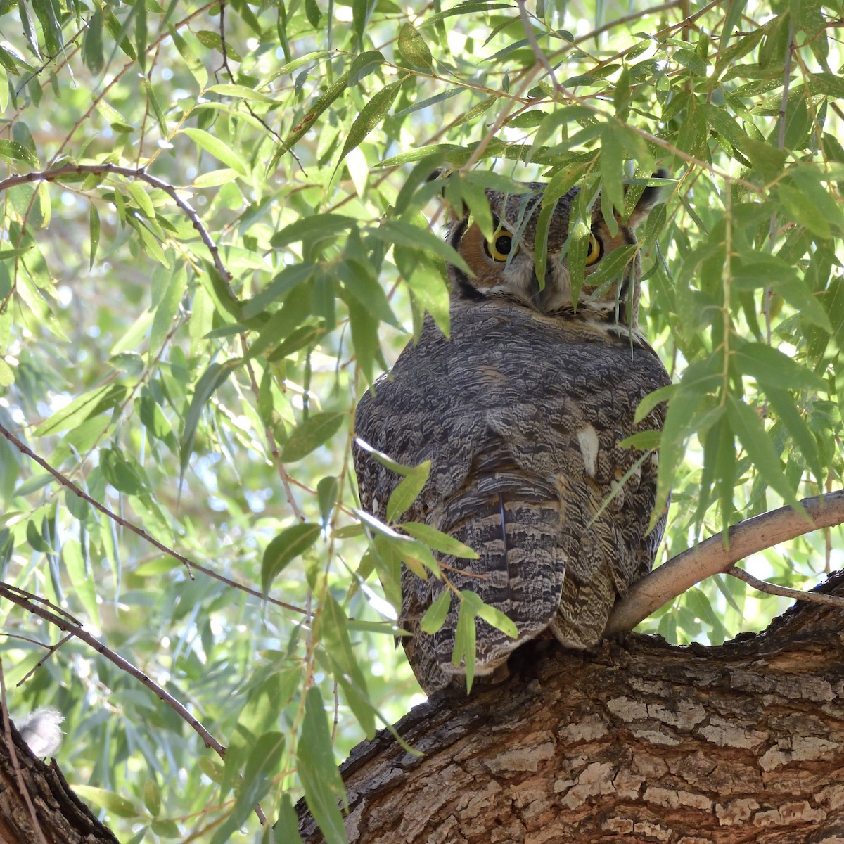Great Horned Owl - ML642403505