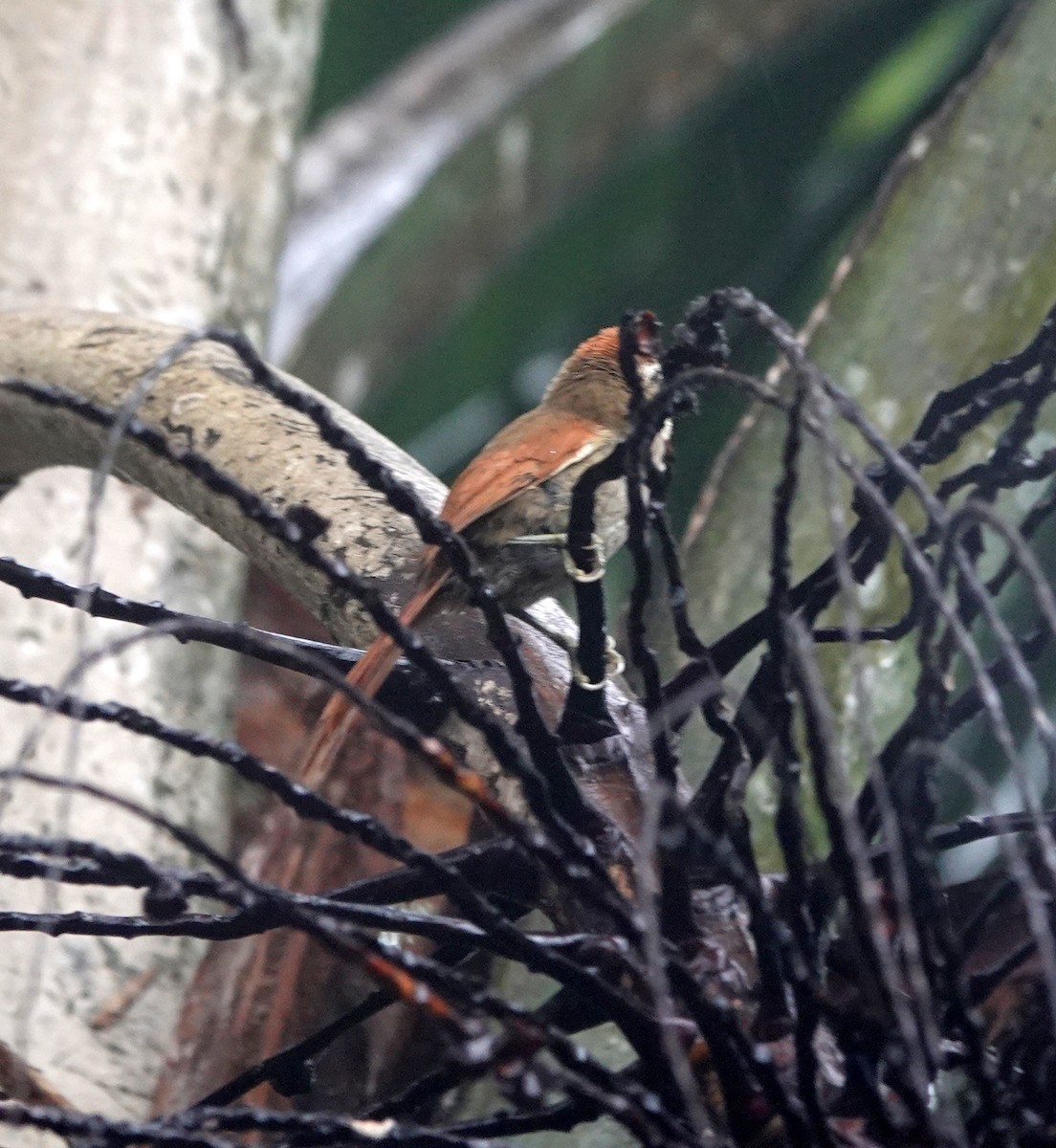 Pallid Spinetail - ML642403506