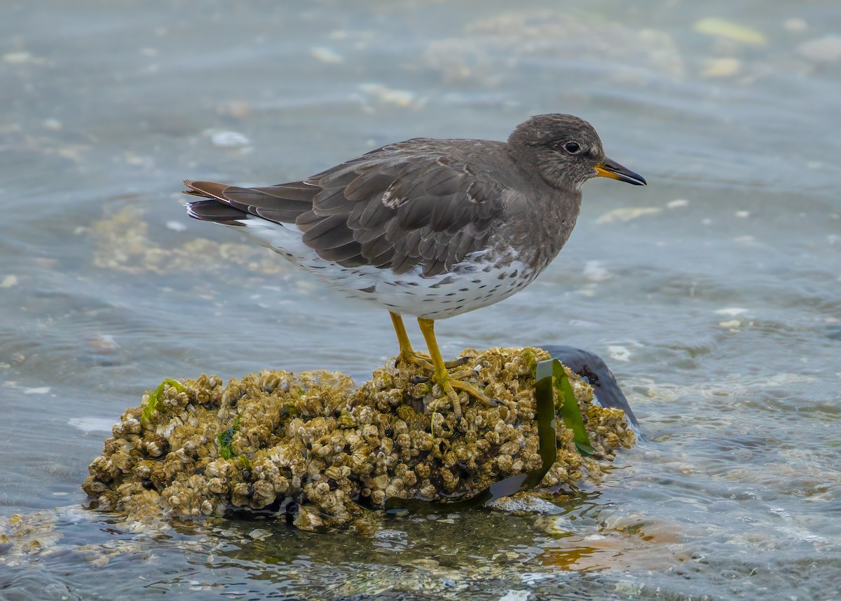 Surfbird - ML642403508