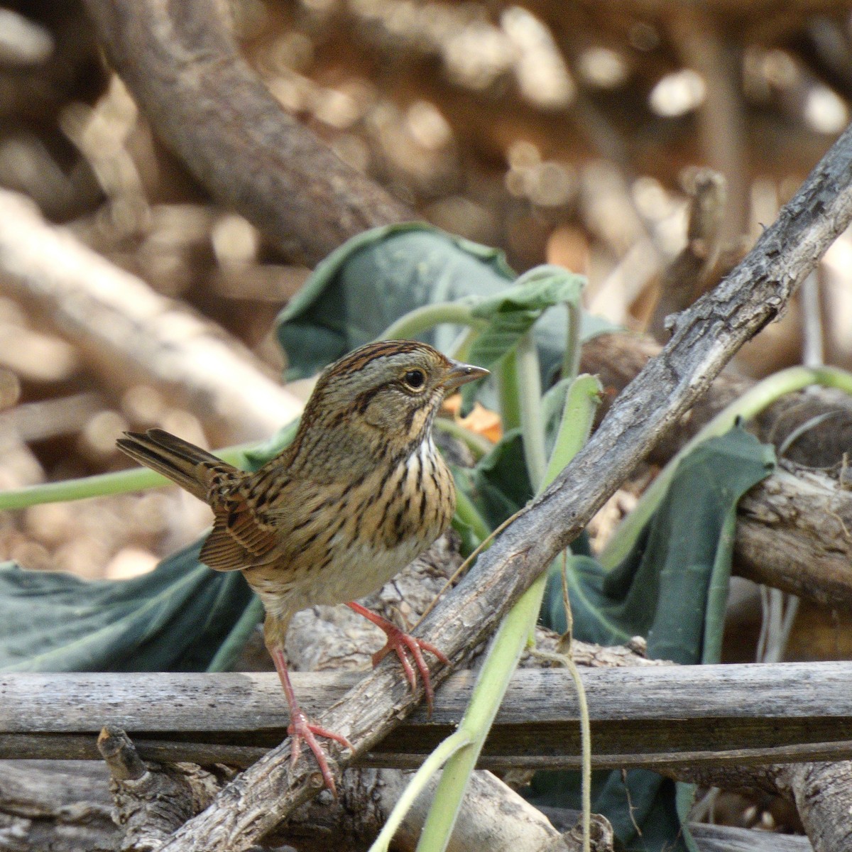 Lincoln's Sparrow - ML642403514