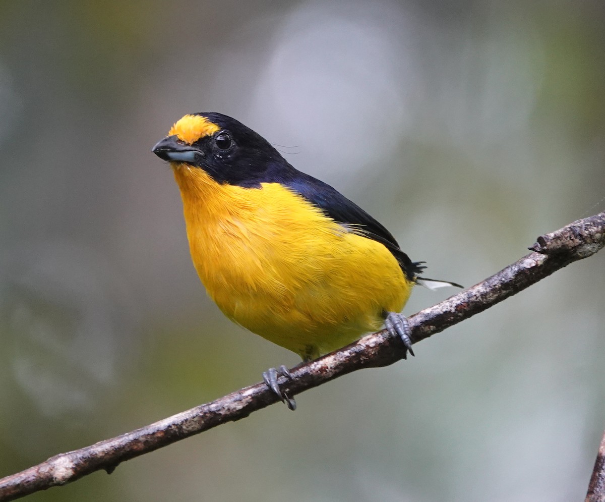 Violaceous Euphonia - ML642403525
