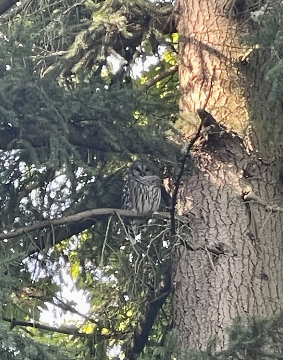 Barred Owl - ML642403528