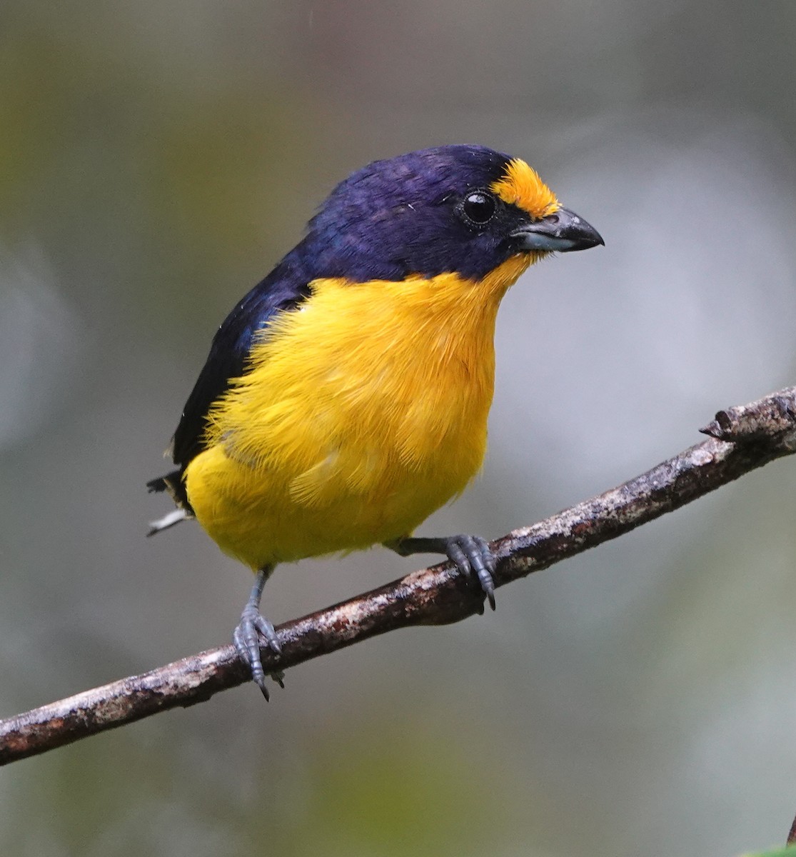 Violaceous Euphonia - ML642403533