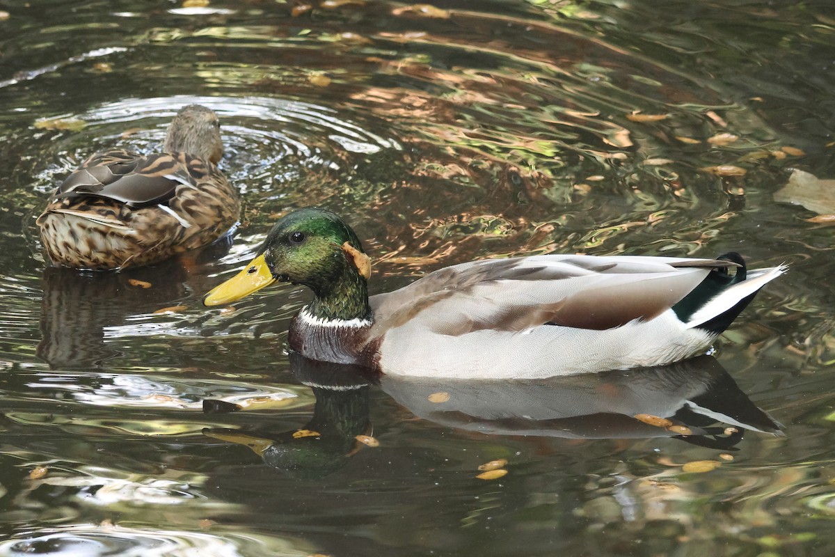 Mallard - ML642403538