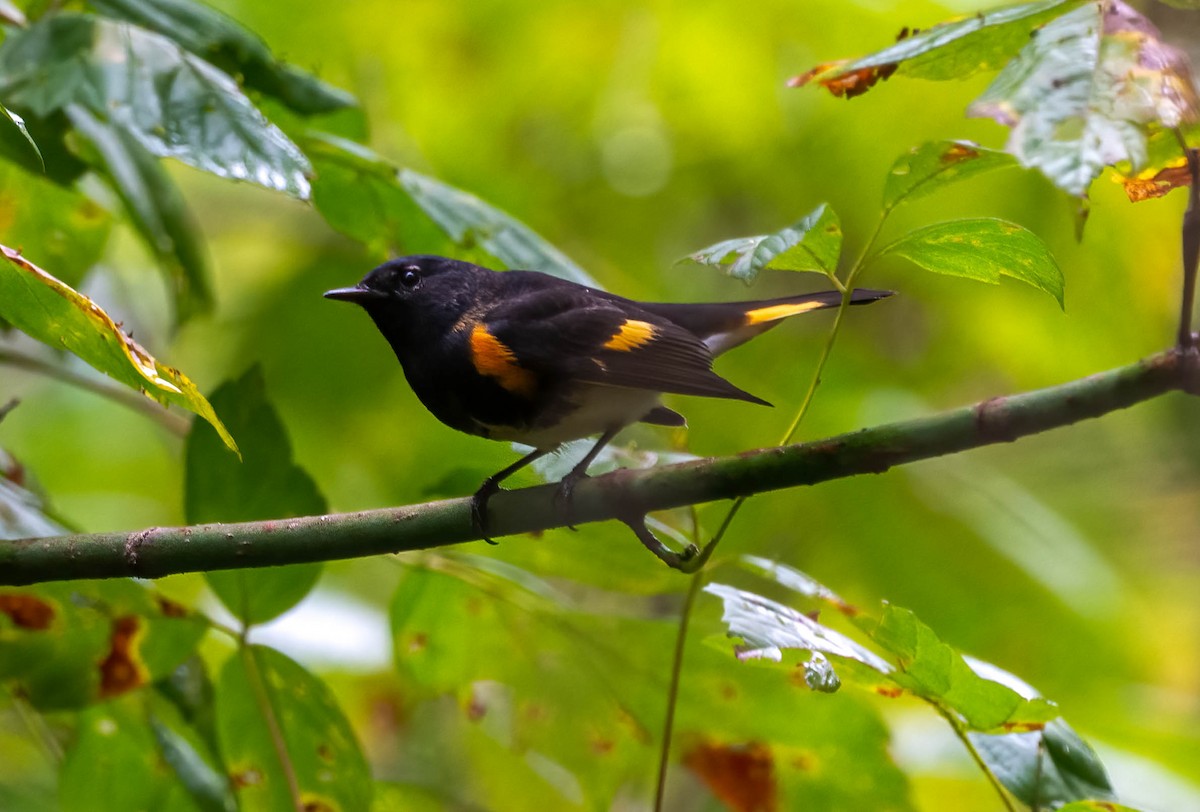 ハゴロモムシクイ - ML642403541