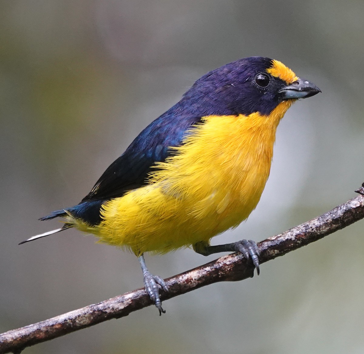 Violaceous Euphonia - ML642403542