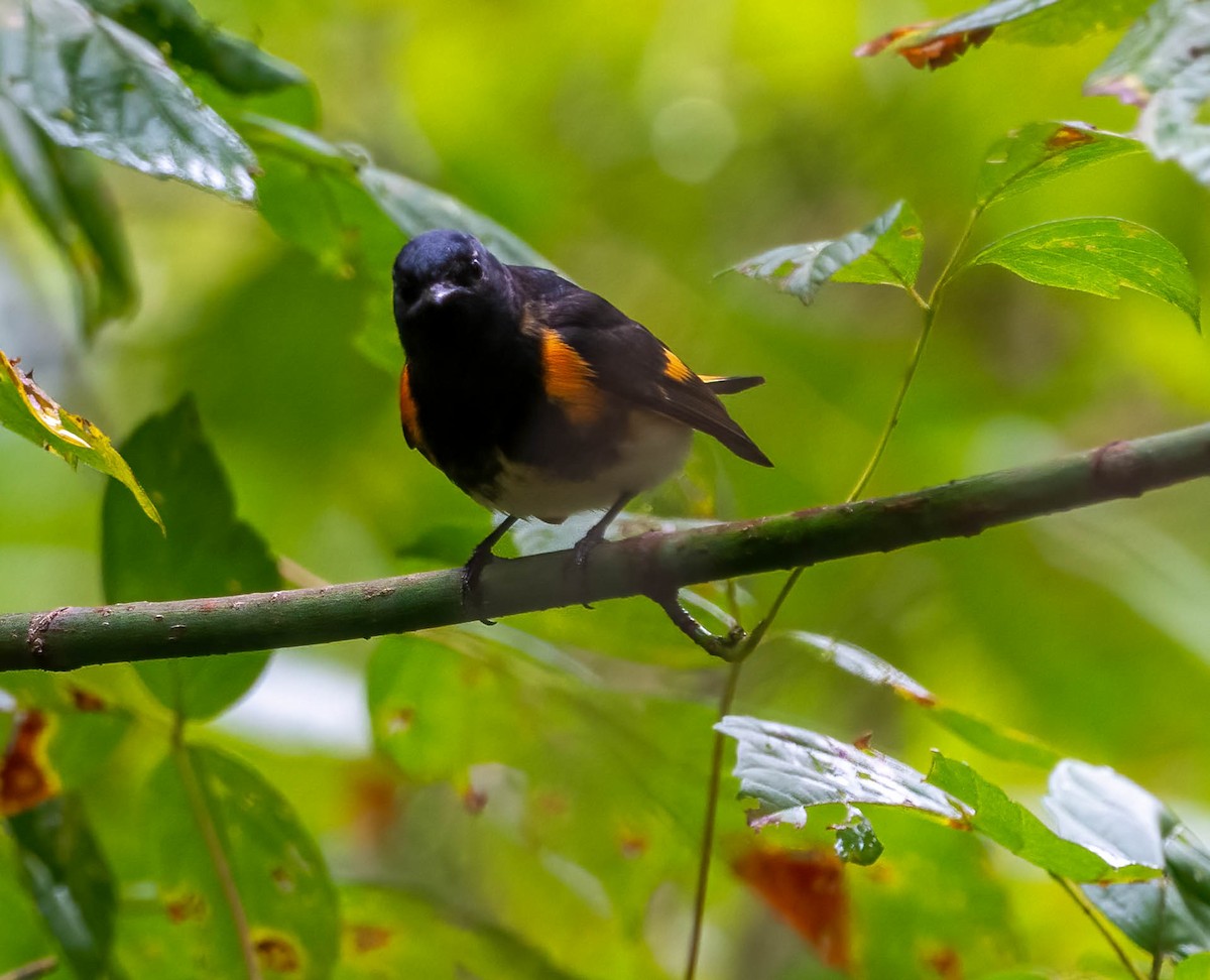 ハゴロモムシクイ - ML642403547