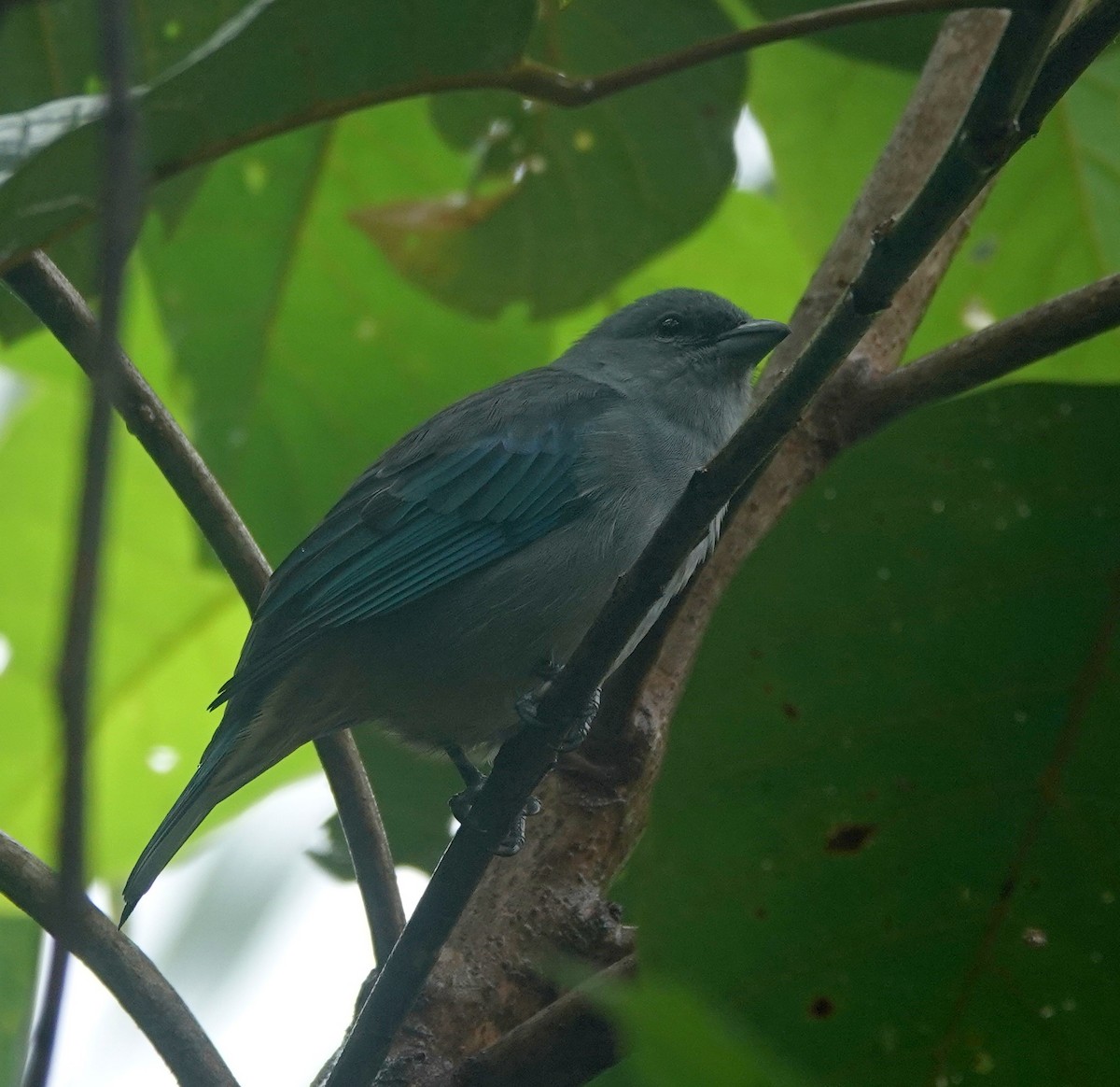 Sayaca Tanager - ML642403551