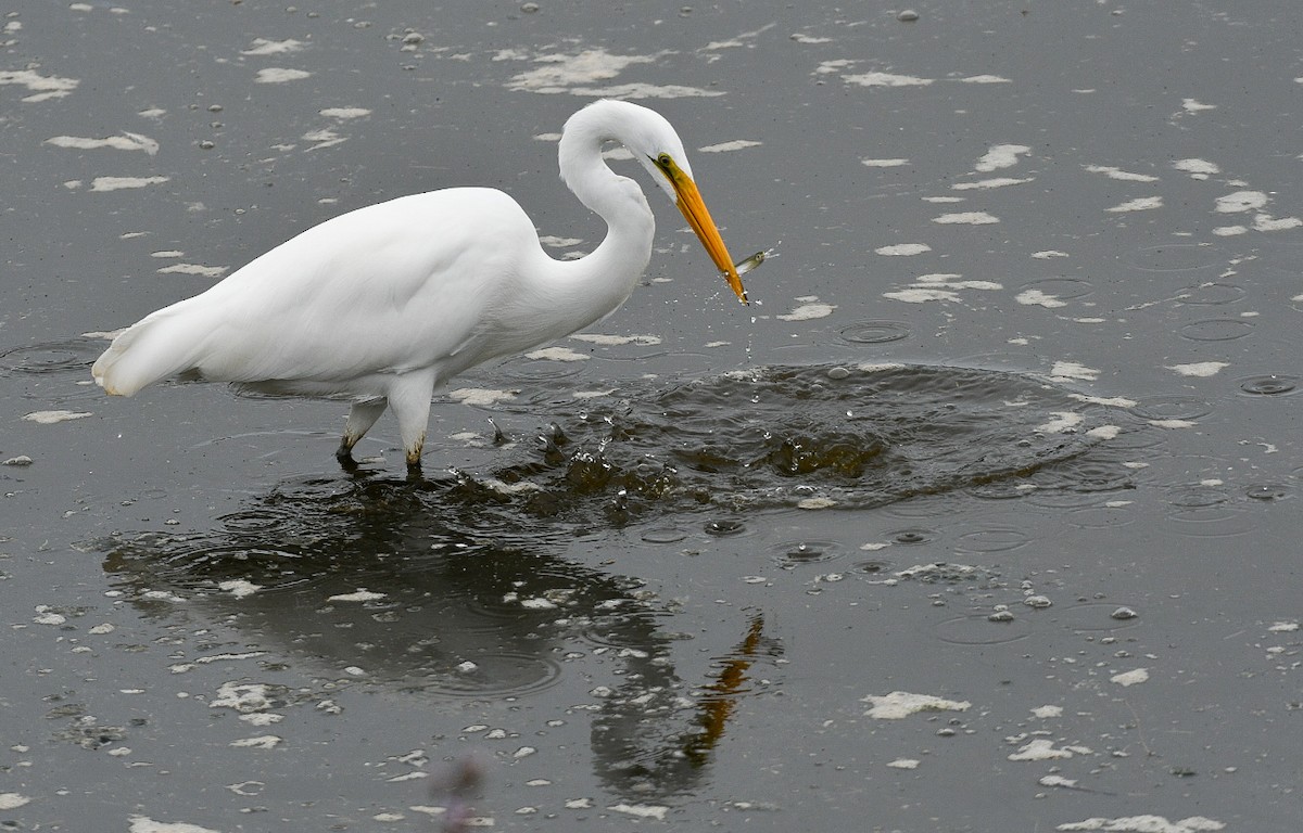 Great Egret - ML642403562